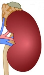 adrenal gland with tumor